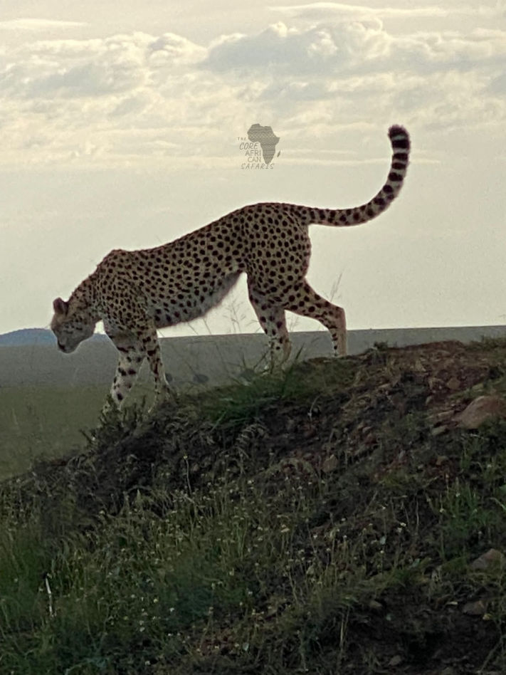 Cheetah in maasai mara