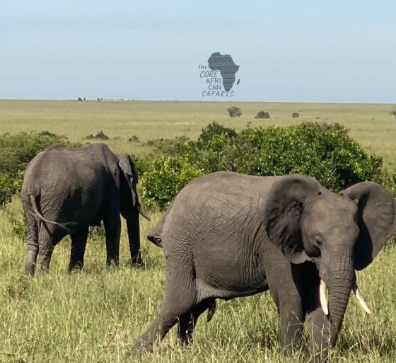 Maasai mara couple tour package