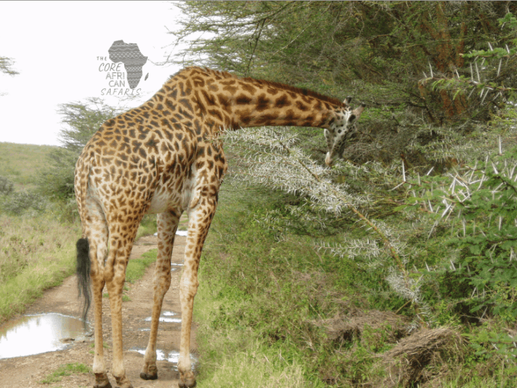 giraffe feeding on the roadside