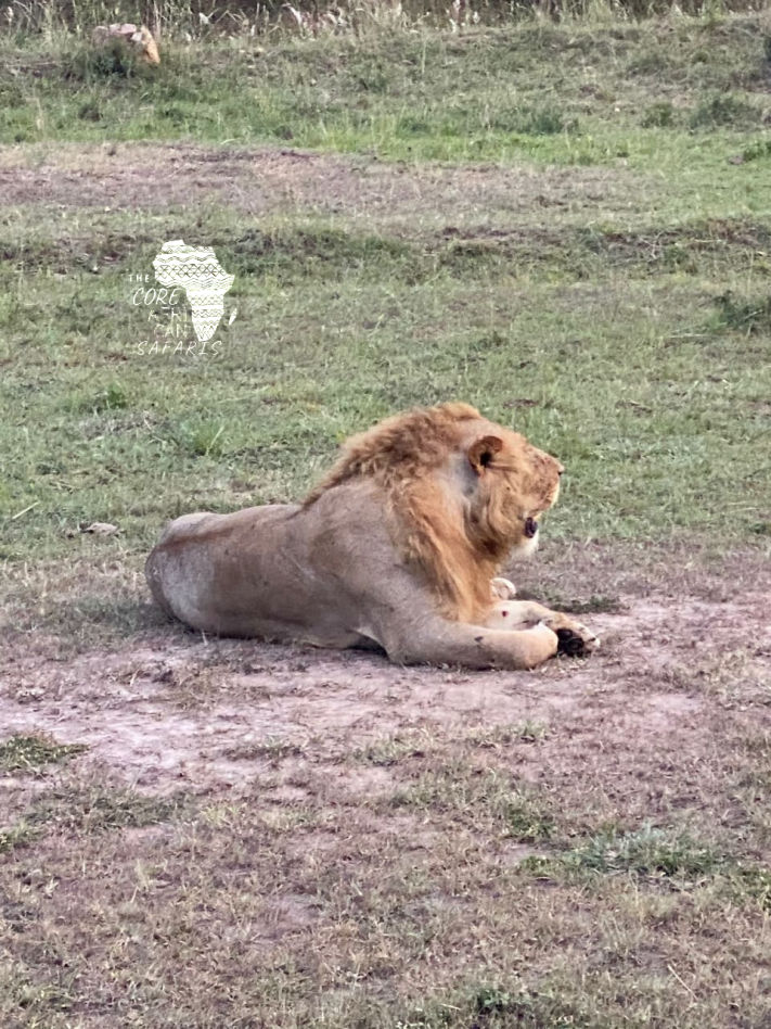 Relaxed lion at the mara