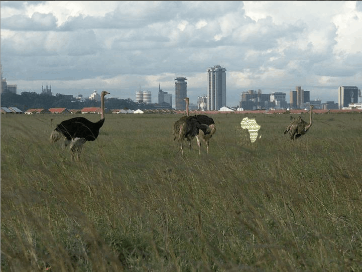 Ostrich in nairobi national pak