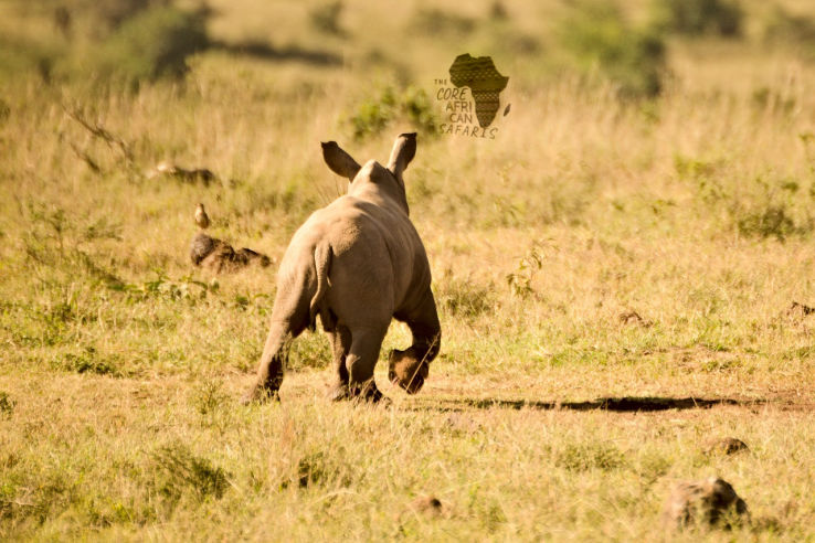 Baby rhinoceros in the plains